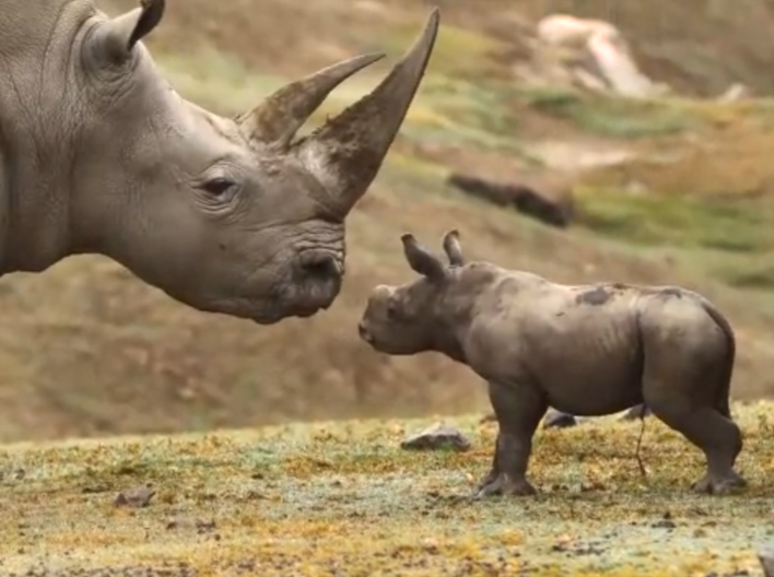 Safari Park San Diego: nasce un rinoceronte